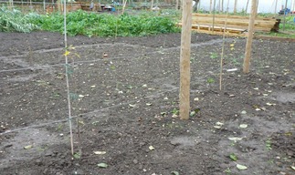 Clearing the ground; planting two Downton Pippins