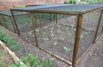 One of the newly built brassica cages