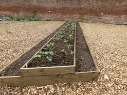 The strawberry bed completed and planted