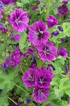 Lavatera 'Windsor Castle', which was very popular with visitors