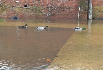 Some of our visitors thought the flooding was great